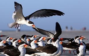 flock of terns