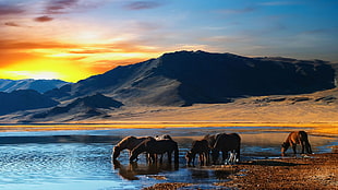 herd of horses, landscape