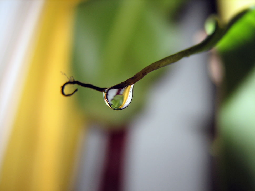 shallow focus of water drop during daytime HD wallpaper