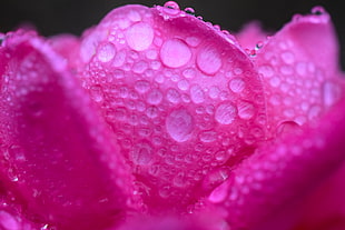 macro photography of pink flower with dewdrops