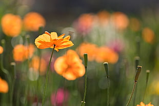 orange Poppy flowers in bloom during daytime