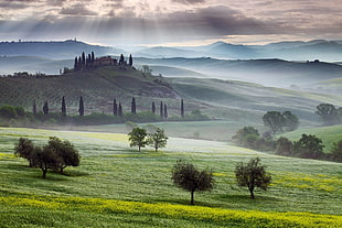 green grass, mist, valley, nature, Italy