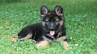 black and brown German Shepherd puppy on green grass