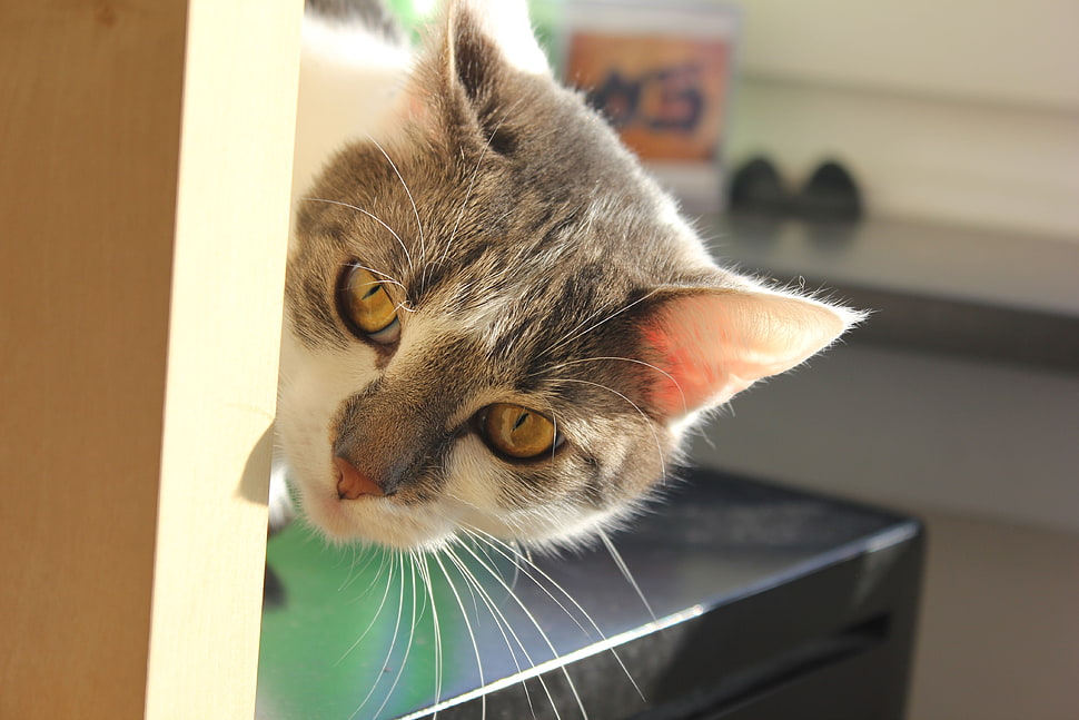 short-fur gray and white cat HD wallpaper
