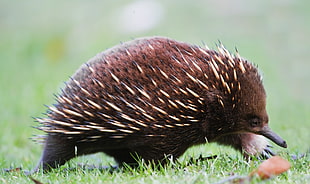 brown and beige animal spikes on green grass