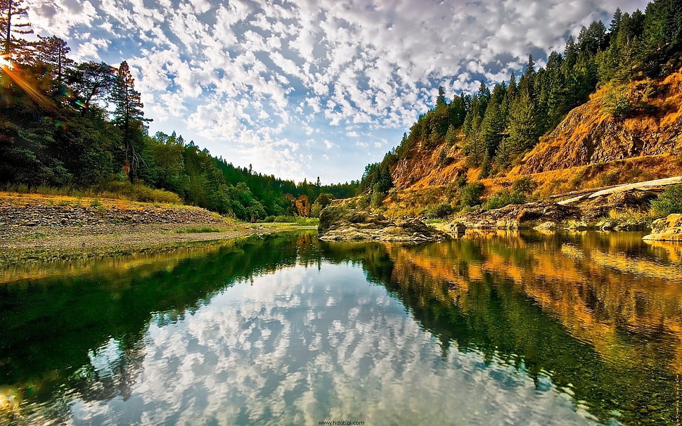 green and white leaf plant, nature, river, water, reflection HD wallpaper