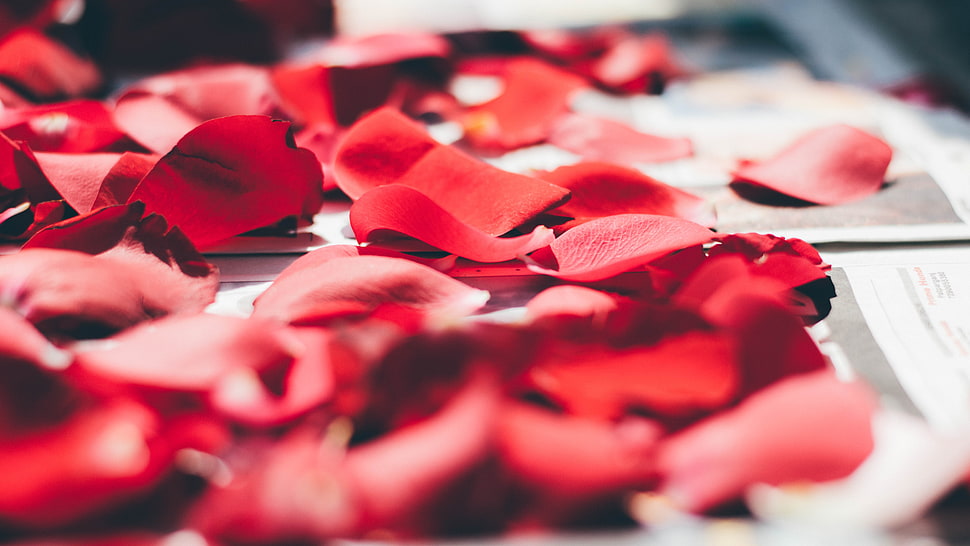 red flower petals, Petals, Rose, Close-up HD wallpaper