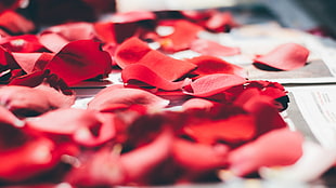 red flower petals, Petals, Rose, Close-up HD wallpaper