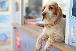 brown and white beagle sitting on wooden desk