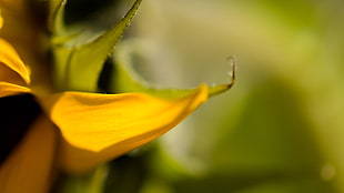 yellow flower, nature