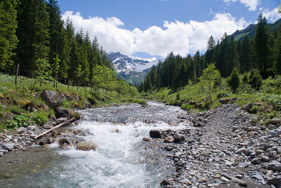 river near pine trees during daytime HD wallpaper