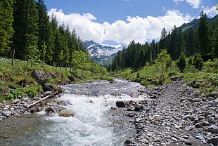 river near pine trees during daytime