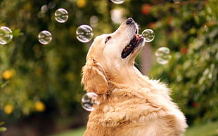 adult light golden retriever, dog, bubbles