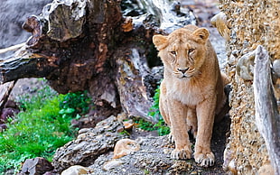 Liones sitting on rock during daytime