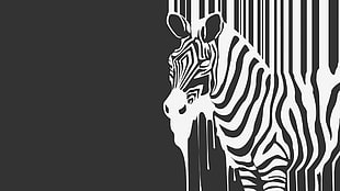 white and black zebra digital wallpaper, zebras, minimalism, monochrome, artwork