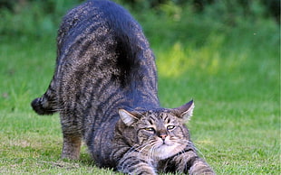 gray tabby cat on green grass field during daytime