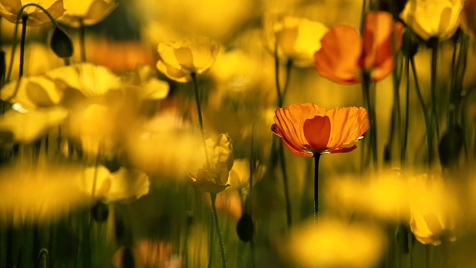 selective photography of yellow and orange poppy flowers HD wallpaper