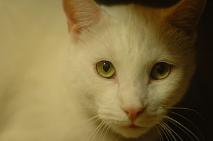 close up photo of white fur cat