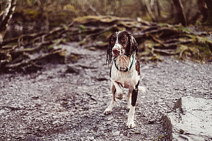 adult white and black Field spaniel