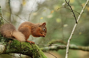 brown Squirrel on tree branch