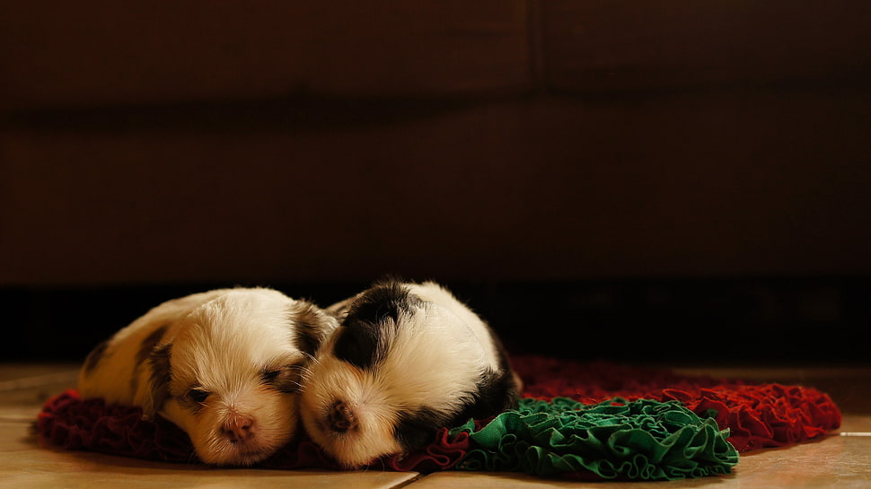 two white and black short-coated puppies on brown wooden floor HD wallpaper
