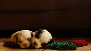 two white and black short-coated puppies on brown wooden floor