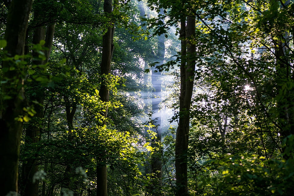 green leafed tree, forest, leaves, sun rays, trees HD wallpaper