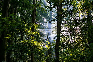 green leafed tree, forest, leaves, sun rays, trees