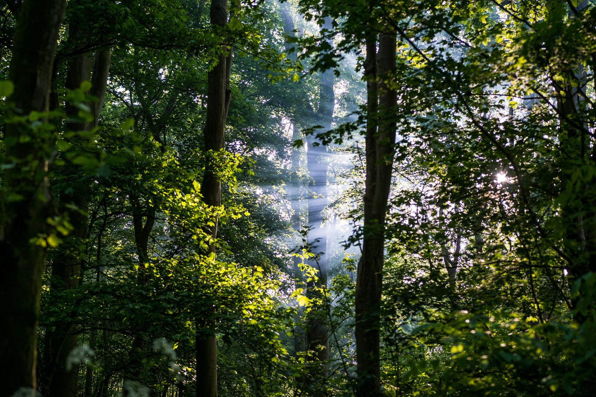 green leafed tree, forest, leaves, sun rays, trees