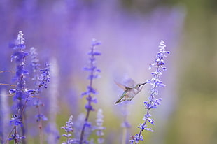 gray and white bird near the purple flower bud selective focus photography \ HD wallpaper