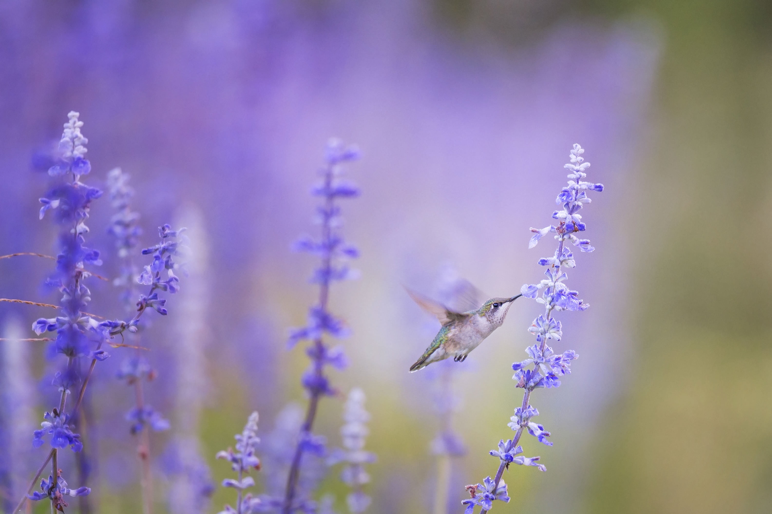 gray and white bird near the purple flower bud selective focus photography \