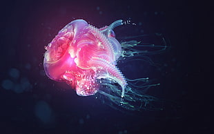 macro photography of pink jelly fish