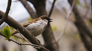 brown sparrow, sparrow, birds, nature, animals