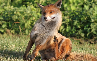 brown fox sitting on green grasses during daytime