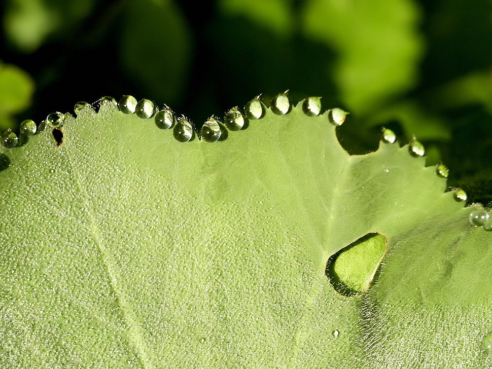 Leaf,  Green,  Drops,  Dew HD wallpaper
