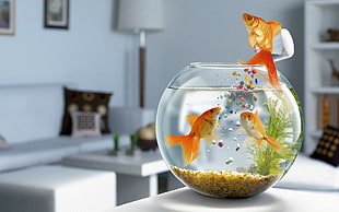 shallow focus of gold fish in fish bowl