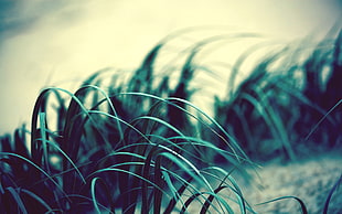 closeup photography of green grass