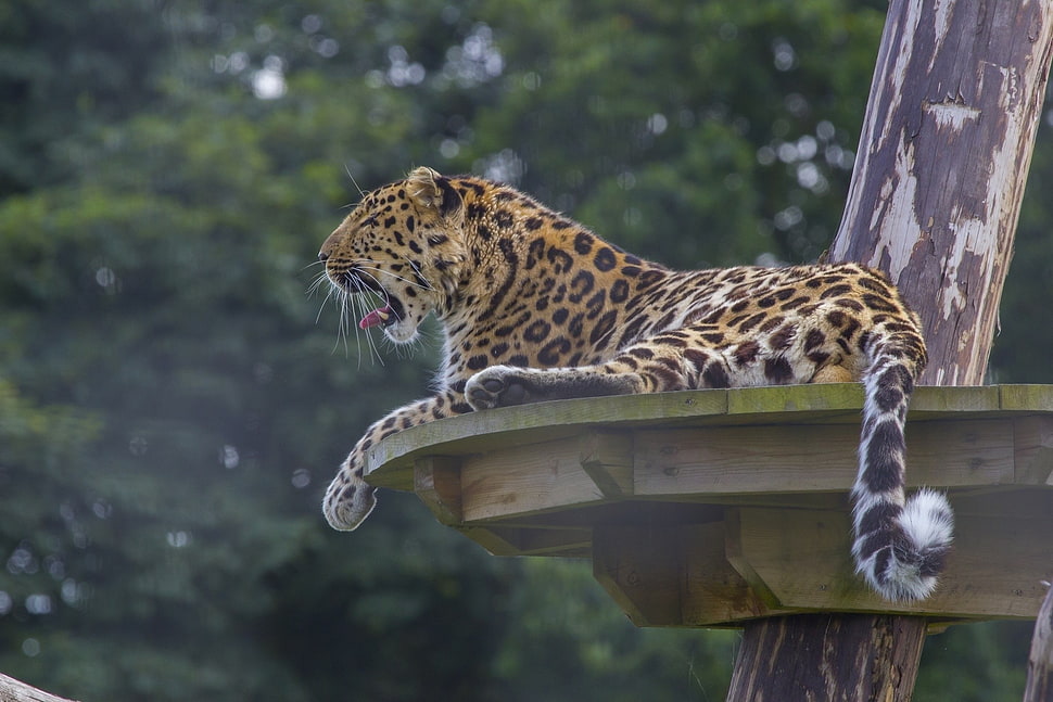 Leopard,  Predator,  Big cat,  Lying HD wallpaper