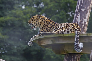 Leopard,  Predator,  Big cat,  Lying