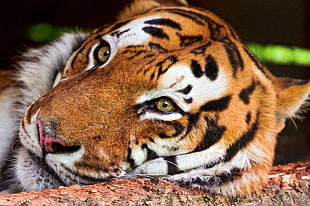 closeup photo of tiger