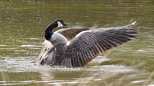 photo of gray and black duck on body of water, canada goose, branta