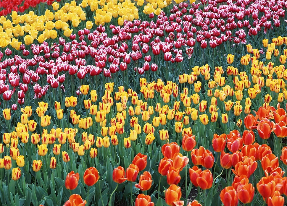 yellow, red, and purple tulip flowers HD wallpaper