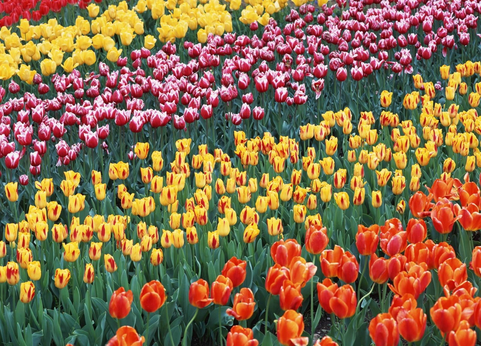 yellow, red, and purple tulip flowers