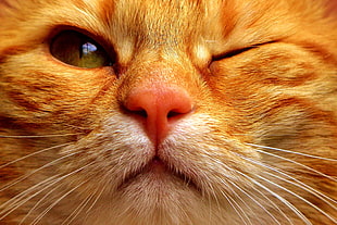 orange tabby cat closeup photography