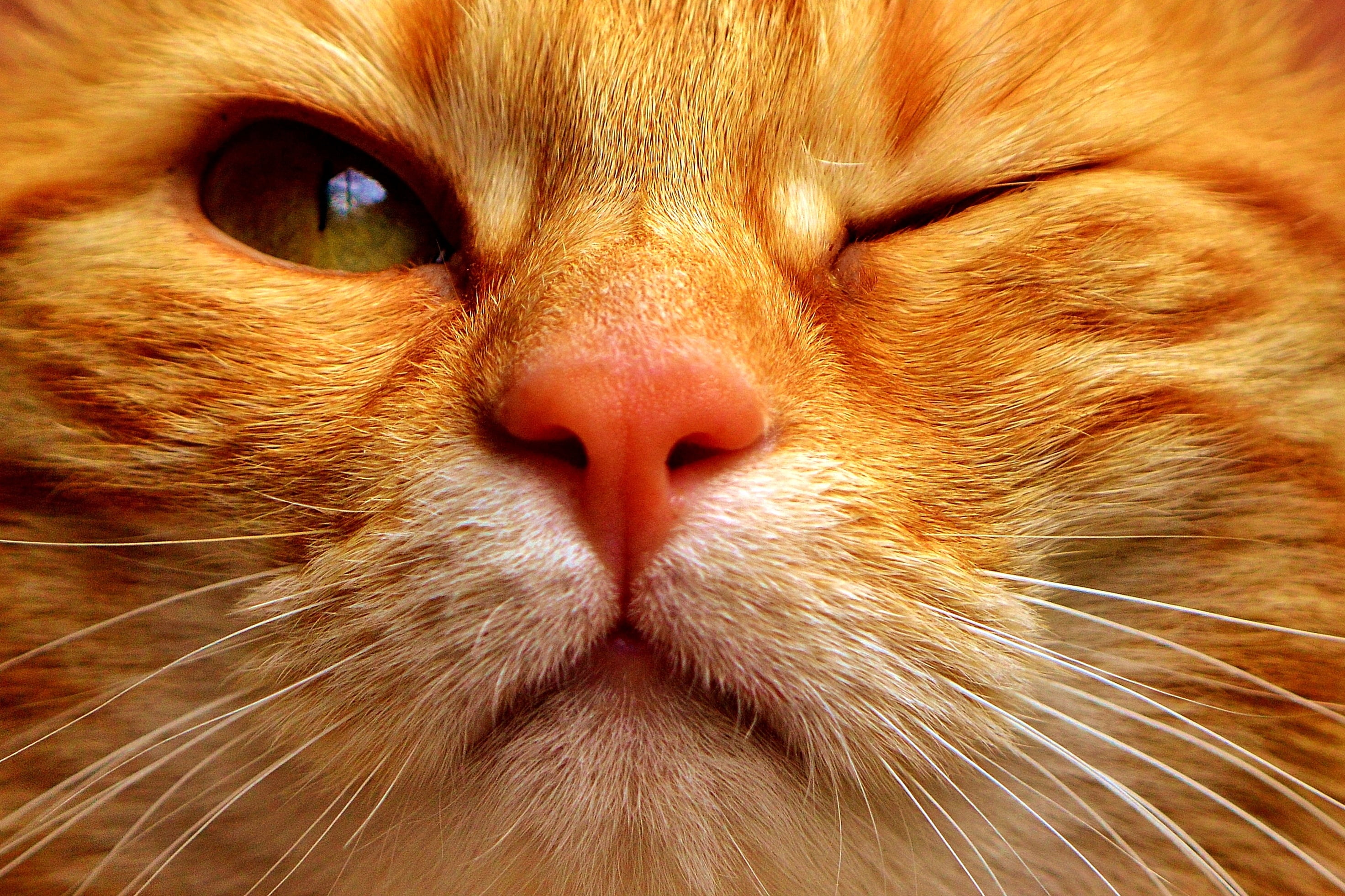 Orange tabby cat closeup photography HD wallpaper | Wallpaper Flare