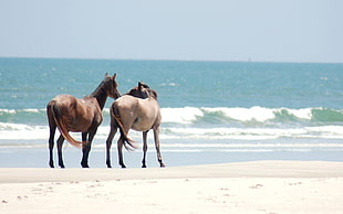 two brown horses by the seashore during daytime