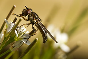 closeup photo of black insect, platycheirus
