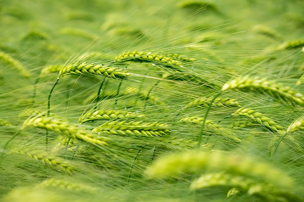 green wheat grass, wheat, plants, green HD wallpaper