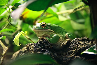 photo of green frog on black surface