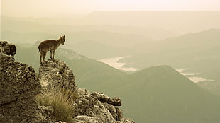 brown and gray 4-legged animal at the mountain, mundo HD wallpaper